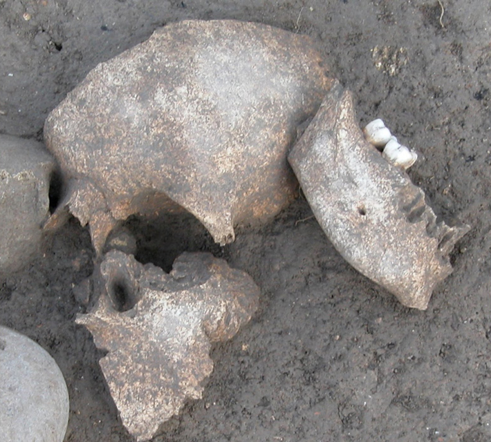 France Celtic Embalmed Skulls