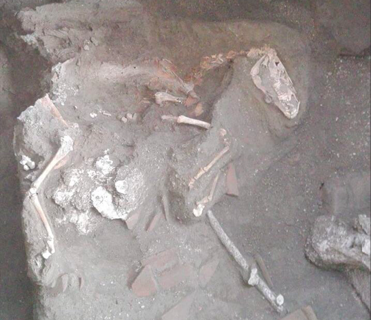 Pompeii Horse Unearthed