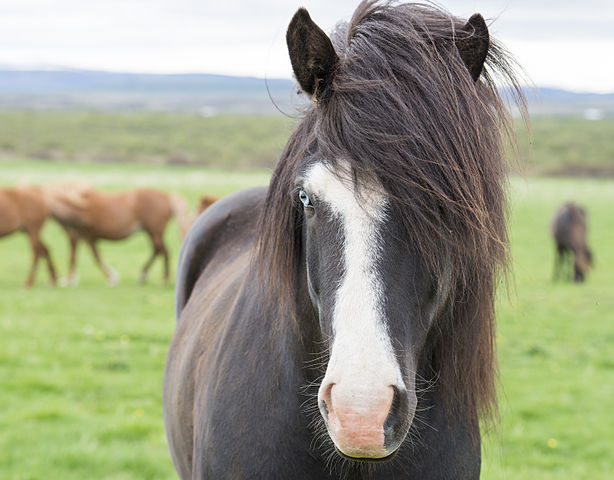 Iceland Viking horses