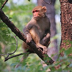 Iran monkey burial