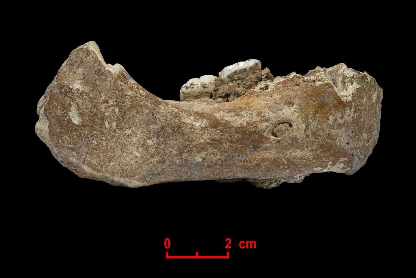 Denisovan Xiahe mandible