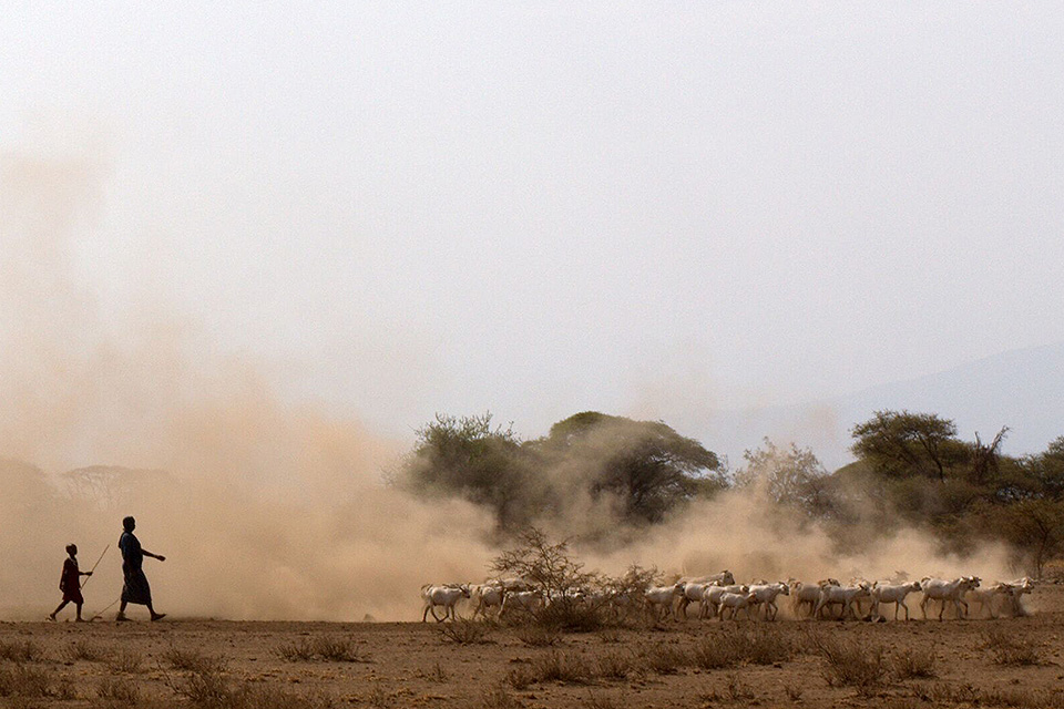 East Africa herding