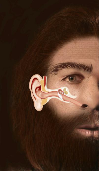 Neanderthal ear structure