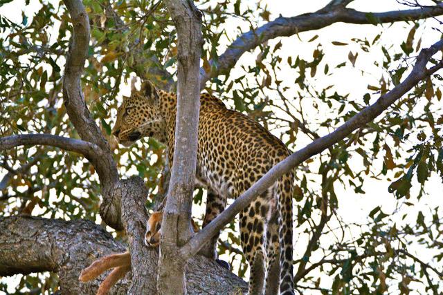 Carnivores Leopard