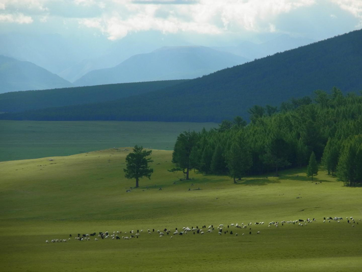 Mongolia Herds