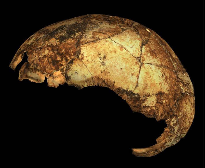 Homo erectus Cranium