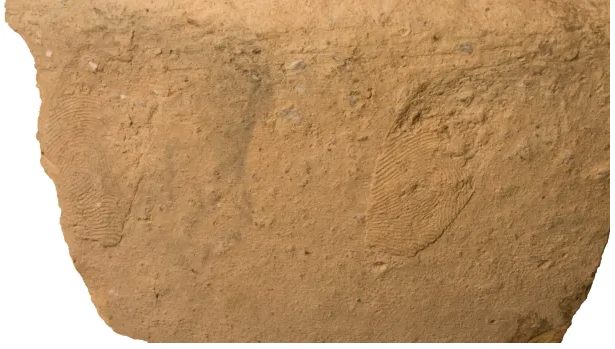 Israel Pottery Fingerprints