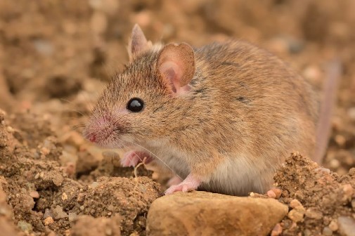 Serbia House Mouse