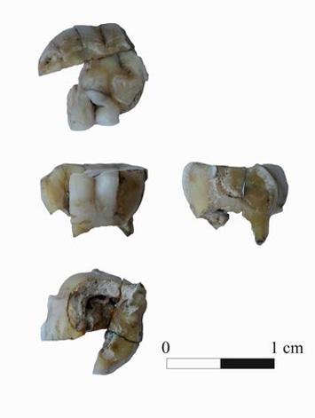 Siberia Paleolithic Tooth