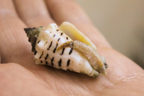Conomurex Fasciatus Shell