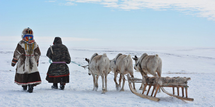 Siberia Reindeer Domestication