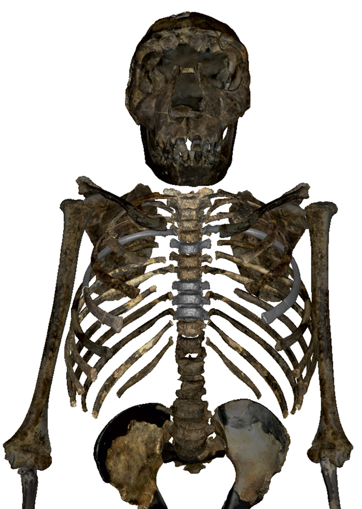 Turkana Skeletal Reconstruction