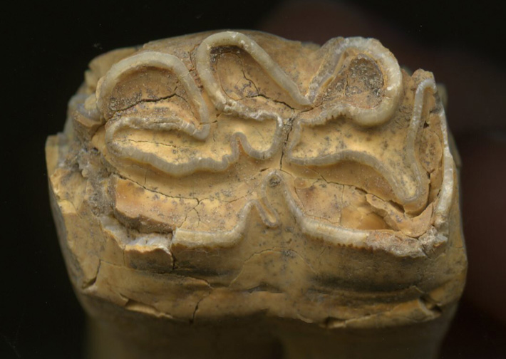 Anatolian Horse Tooth