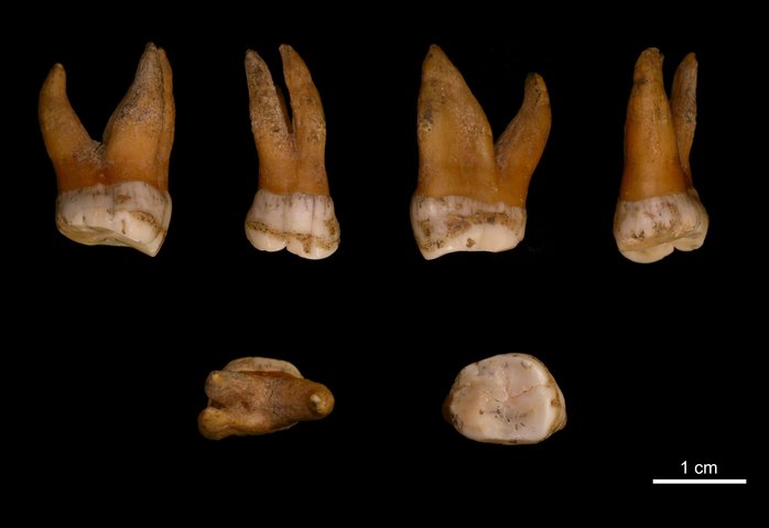 Belgium Neanderthal Molar