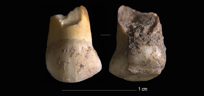 Italy Neanderthal Tooth