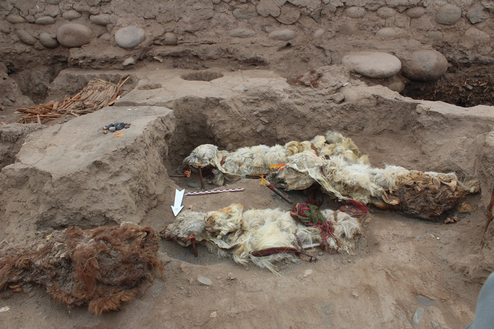 Peru Mummified Llamas