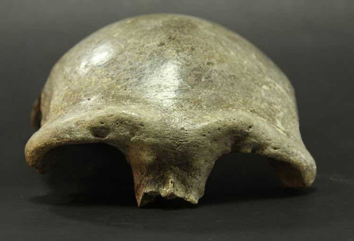 Mongolia Skullcap