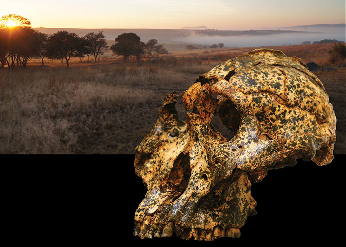 Paranthropus robustus Fossil