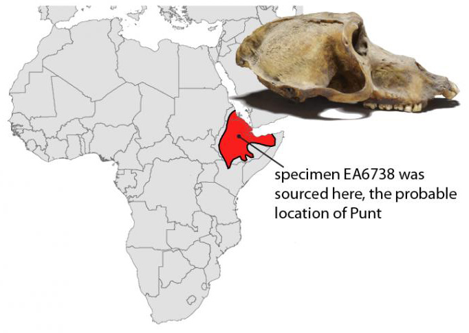 Afrika Babun Kafatası