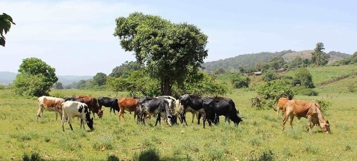 Kenya Cattle