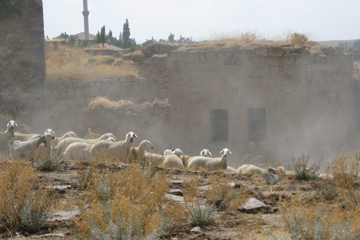 Asikli Hoyuk Sheep