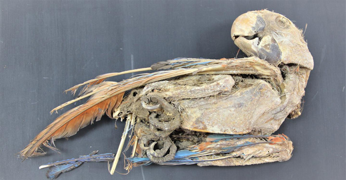 Chile Mummified Macaw
