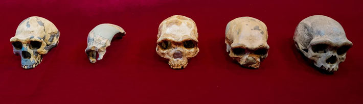 China Homo Skulls