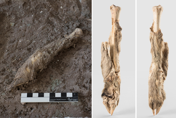 Iran Mummified Sheep Leg