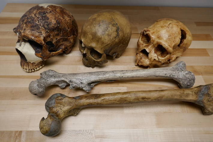 Pleistocene Human Fossils