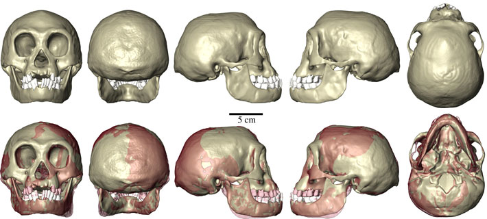 Floresiensis Skull Reconstruction
