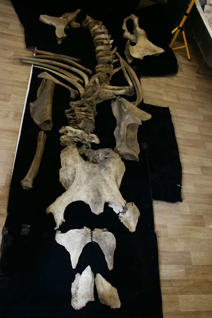 Russia Mammoth Skeleton