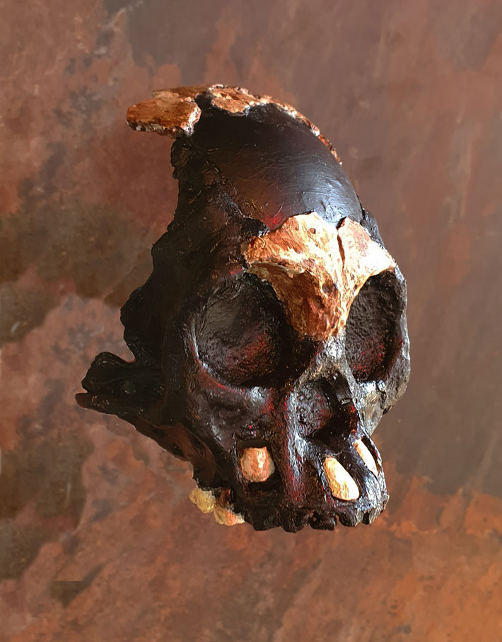 Homo naledi Reconstruction