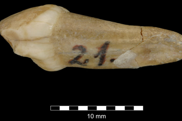 Neanderthal Tooth