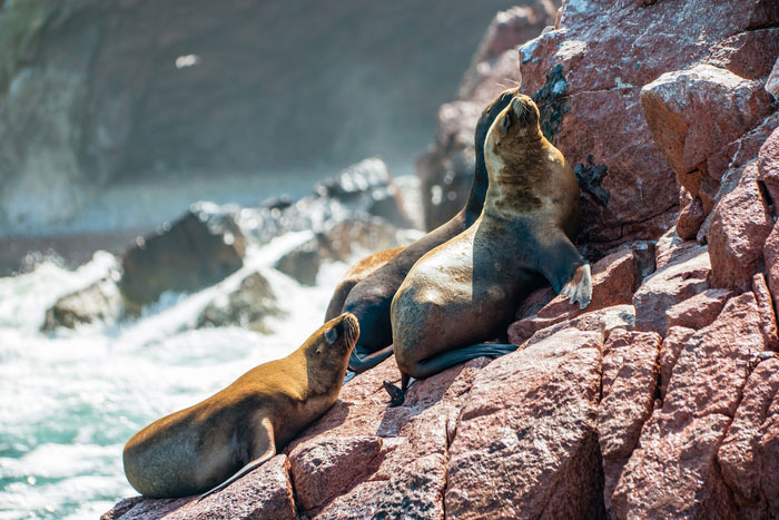 Peru Sea Lions