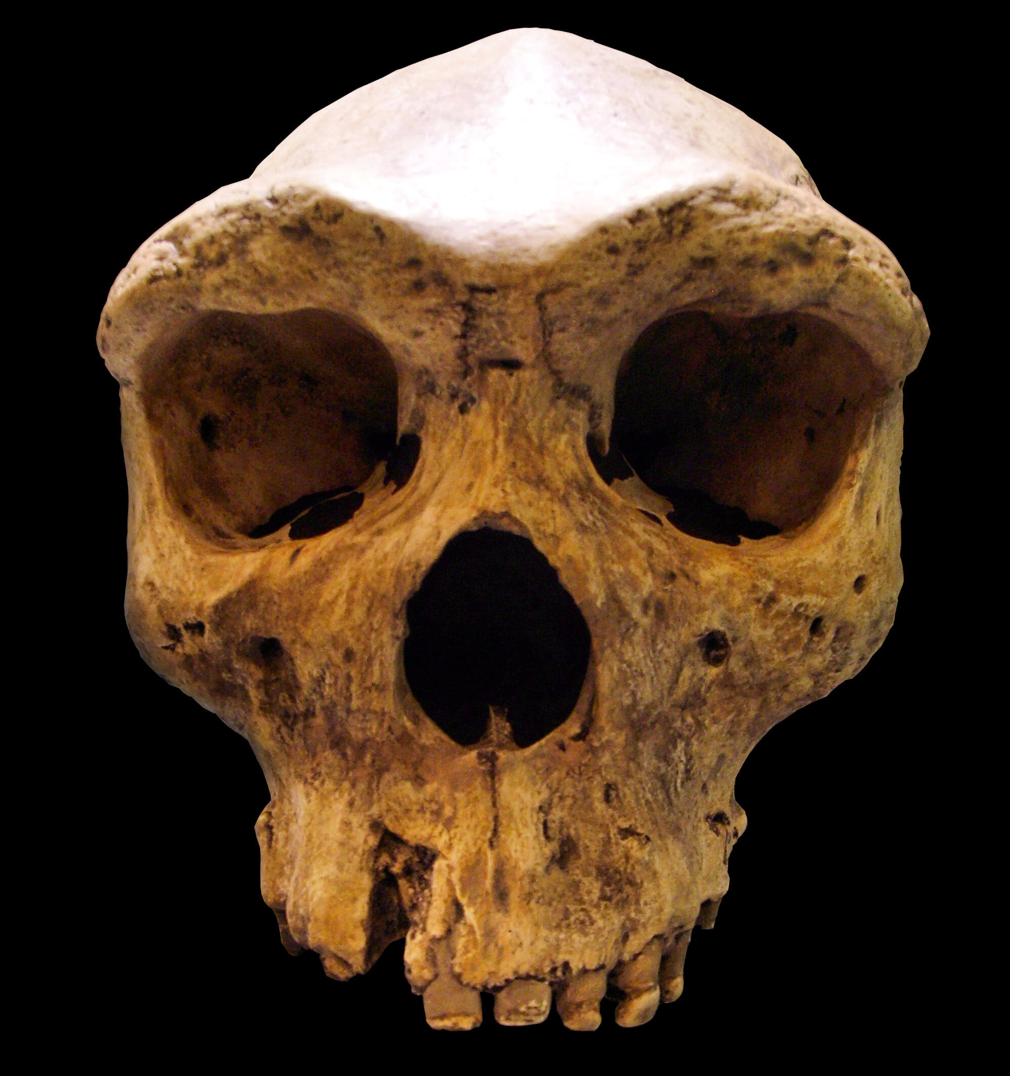 Broken Hill Skull Replica01