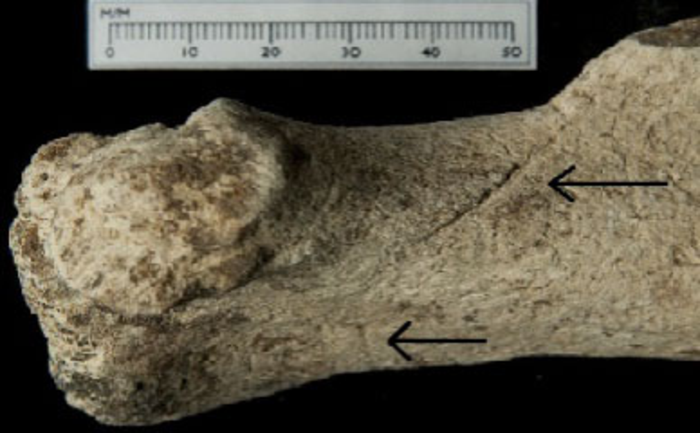 Blick Mead Aurochs Bone