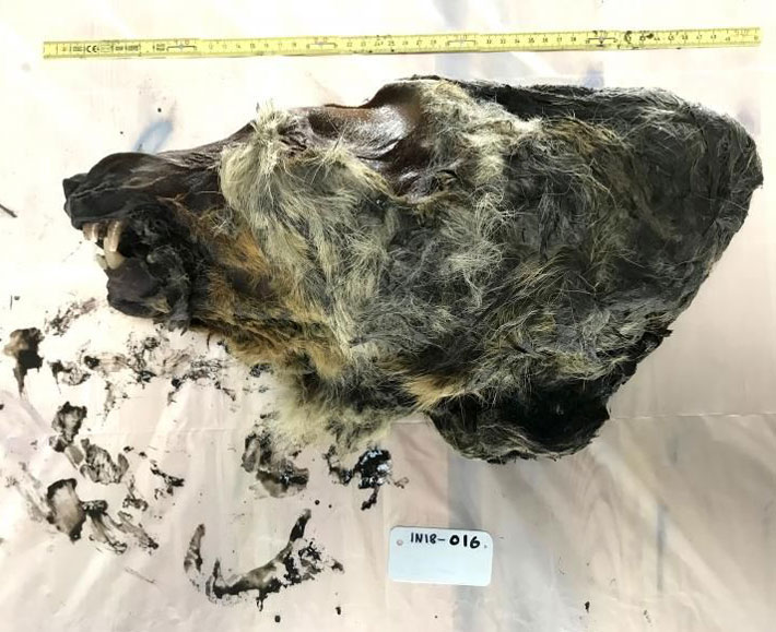 Yakutia Wolf Skull