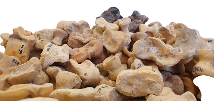 Cache of Ancient Knucklebones Discovered in Israel - Archaeology Magazine