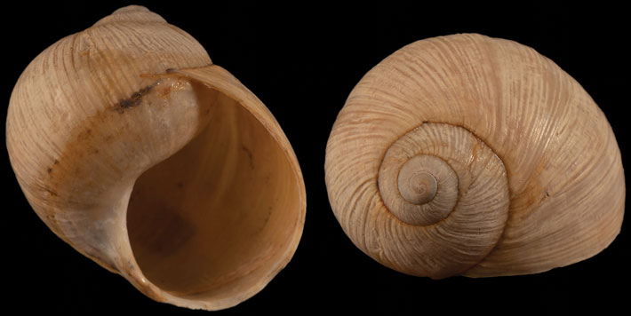 Israel Snail Shell