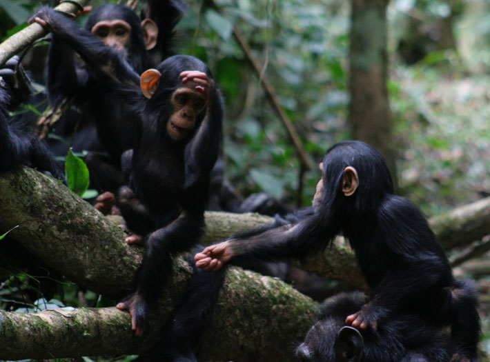 Do the Great Apes Share a Common Language? - Archaeology Magazine