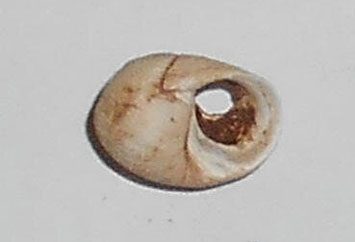 England Shell Bead