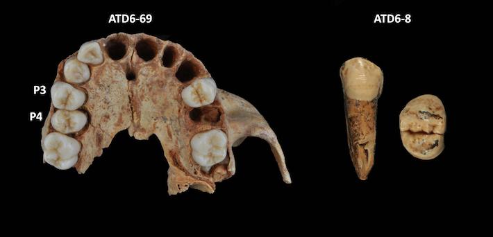 Thin Tooth Enamel Found in H. antecessor Individual - Archaeology Magazine