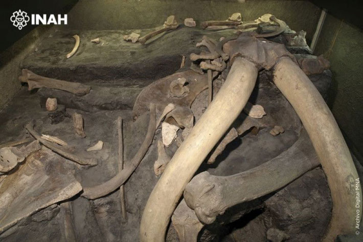 Mexico Mammoth Remains