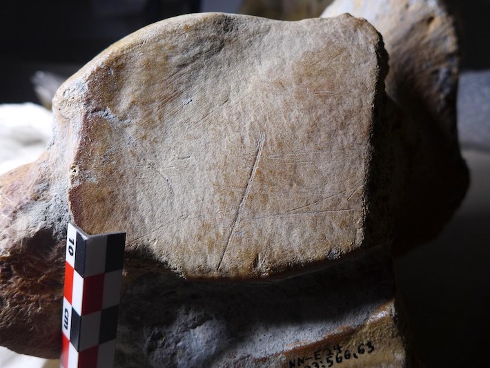 Elephant Bones Suggest Neanderthals Gathered in Large Groups - Archaeology Magazine