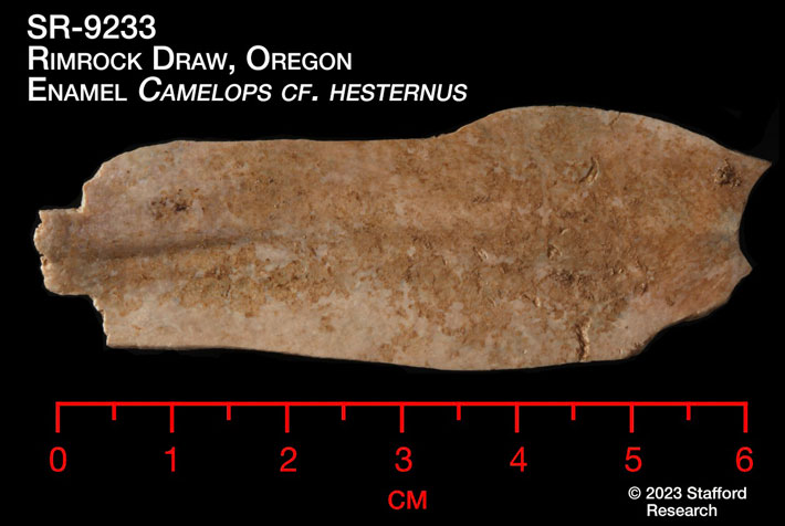 Oregon Camel Tooth