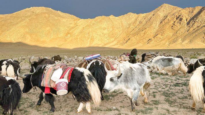 Tibetan Plateau Yak