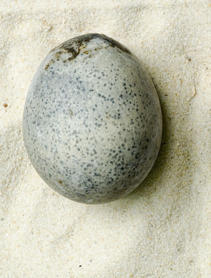 England Roman Egg