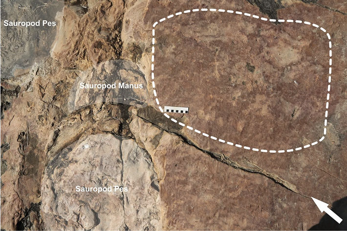 Brazil Sauropod Tracks Petroglyphs