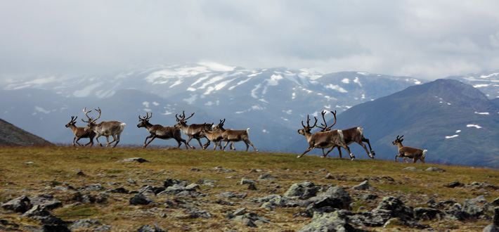 scandanavia-reindeer