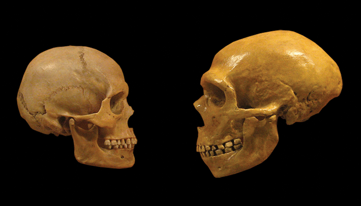 Sapiens NeanderthalCut